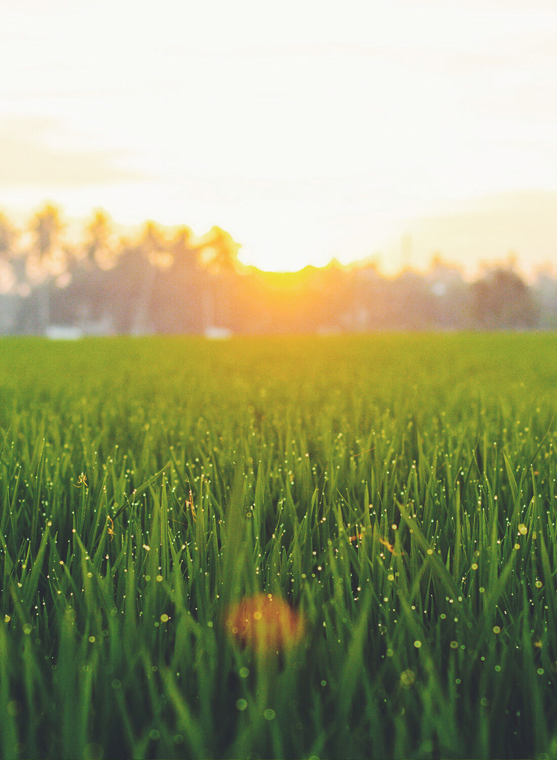 Lush grass covered in morning due, with sun rising over trees in the distance.